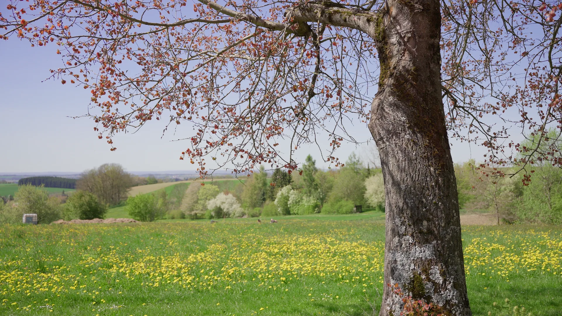 Streuobstwiese am Homa-Hof im Frühling